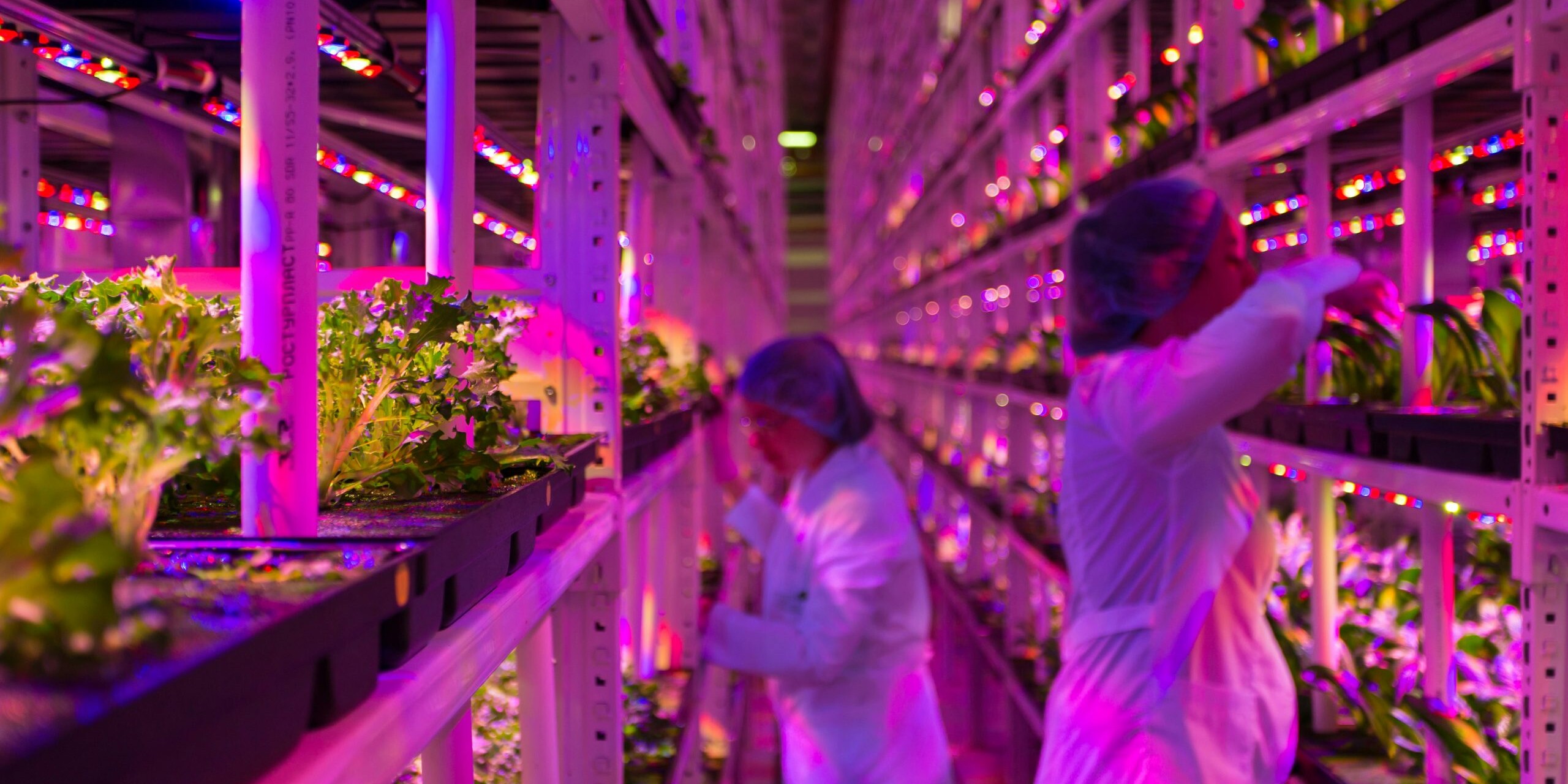 Indoor Growing Farm 01 - Vertical Growing source: unsplash / @mpetrucho