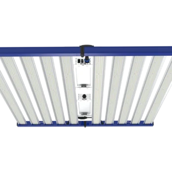 GML Tarantula Explorer